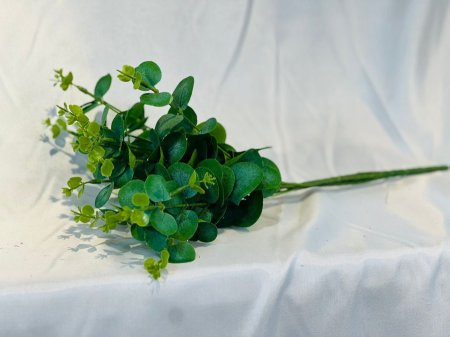 عروق خضار زعتر