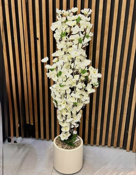 شجر ورد لوز احجام