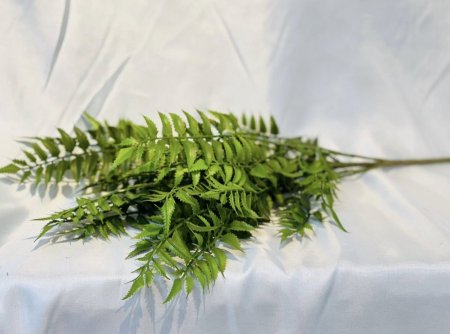 عروق خضار خنشار