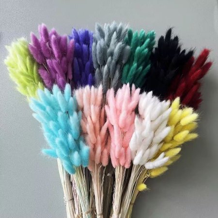 ورد فرو ذيل ارنب