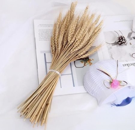 سنابل قمح عروق مجففة